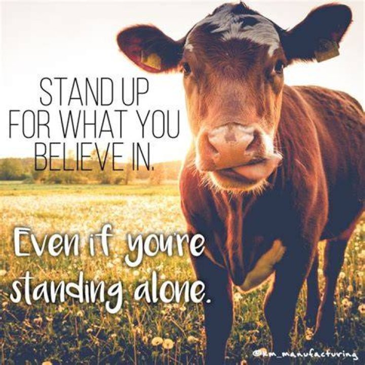 10+ Cow Quotes Inspirational Inspiration Quote