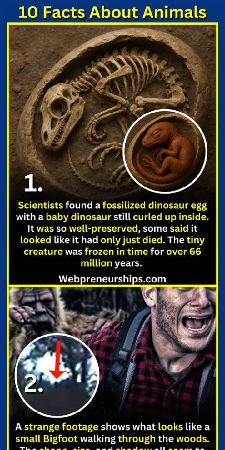 10 LittleKnown Facts About Animagus In The Harry Potter Universe