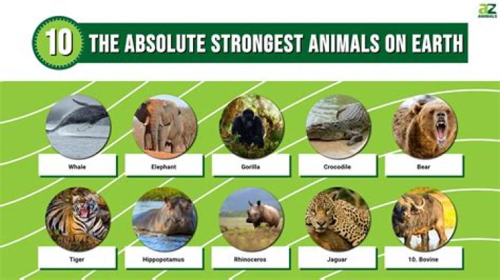 10 Most Powerful Animals In The World YouTube
