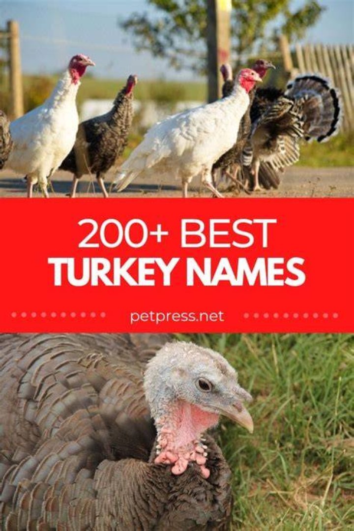 200+ Best Turkey Names Unique Names For A Pet Turkey