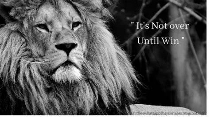 25+ Motivational Lion Pictures Quotes Brave Lion Quotes