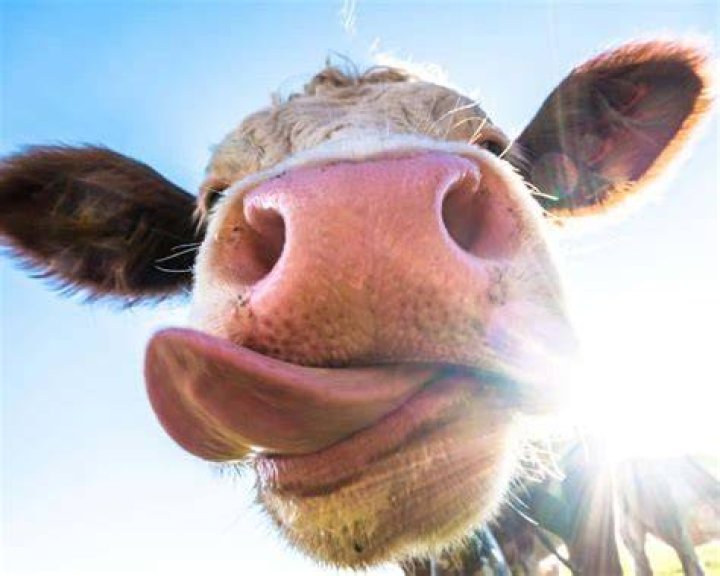275+ Cute and Funny Cow Names 🐮 From Moodonna to Donald Rump