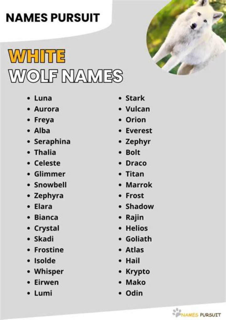 490+ White Wolf Names [Mythical, Cool, & Cute Ideas]