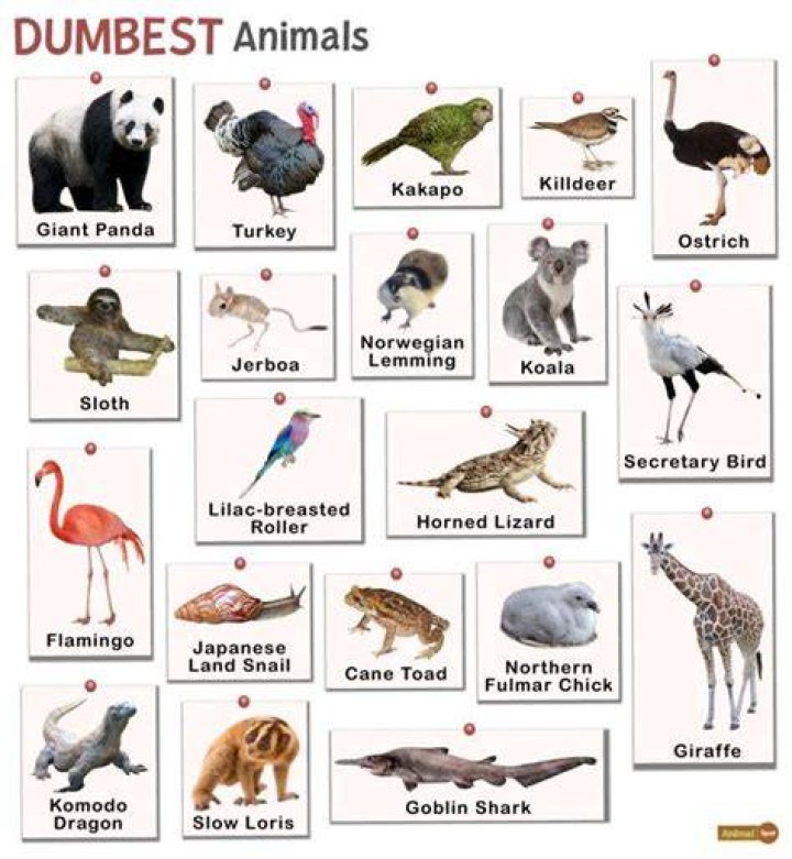 9 Dumbest Animals Ever Dolan Obscure Facts About Life