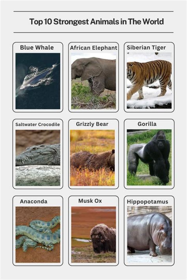 9 Incredibly Strongest Animals in the World Pets Nurturing