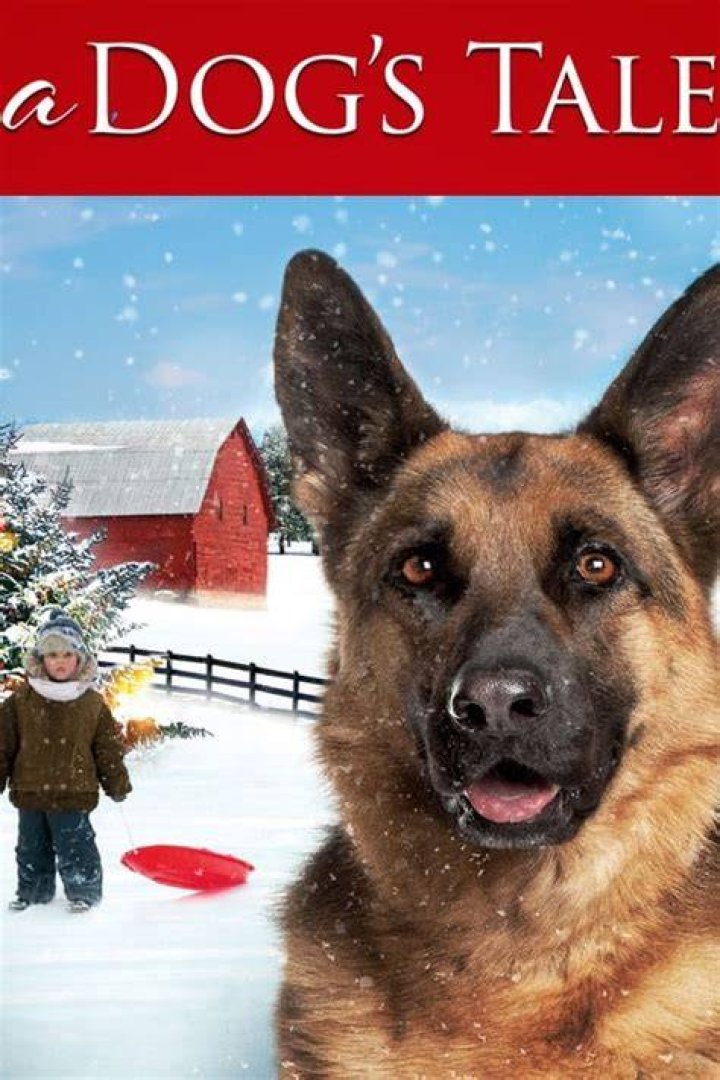 A Tale Of Courage And Canine Companionship