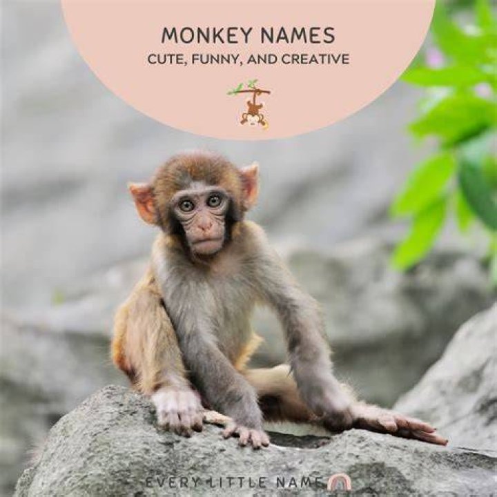 Awesome Monkey 🐵 Nombres divertidos, Juegos de nombres, Nombres