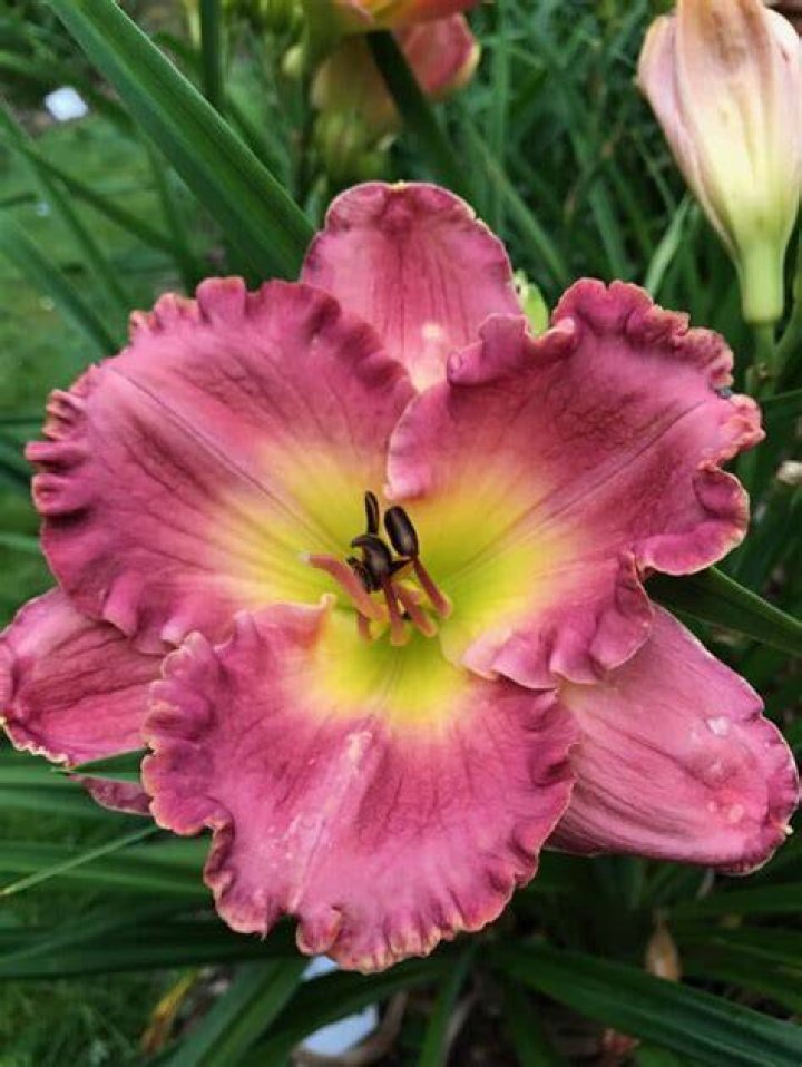Chance Encounter* Artemesia Daylilies