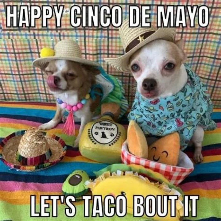 cinco de mayo Memes & GIFs Imgflip