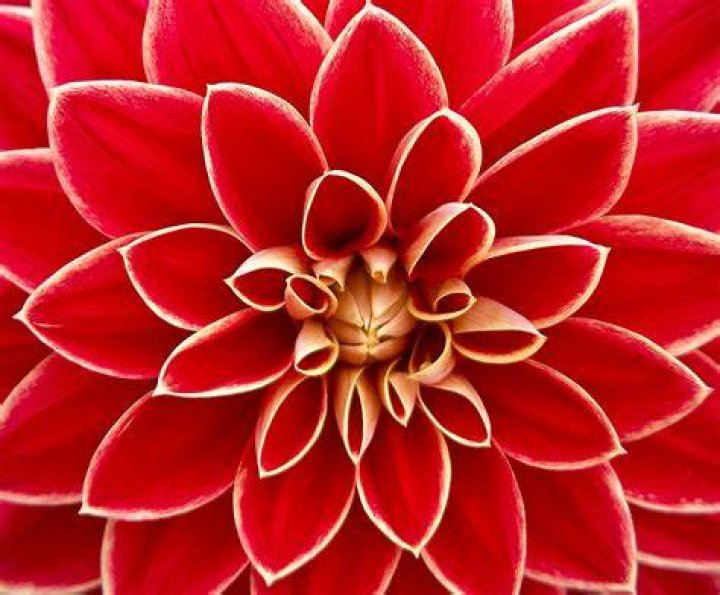 Dahlia Free Stock Photo Public Domain Pictures