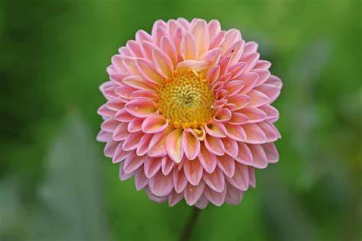 Dahlia Wikipedia