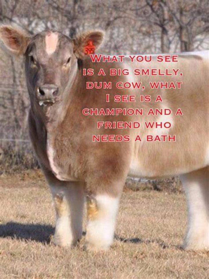 Dairy Cow Showing Quotes. QuotesGram