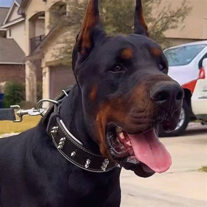 DID YOU KNOW? The Doberman Pinscher was developed by Karl Friedrich