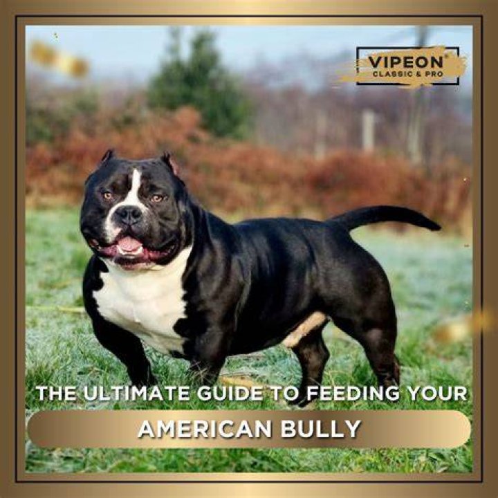 Discover The Ultimate Bully Video Kum: Your Guide To Bully Domination