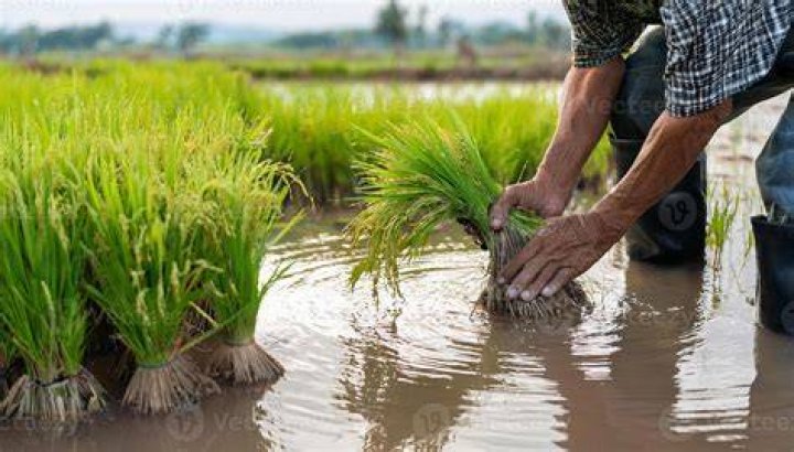 fertilize wet rice plants / collect pineapples to go to the market to