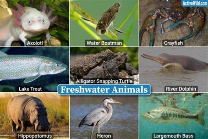 Freshwater Animals Checklist, Photos & Details, Examples Of Freshwater