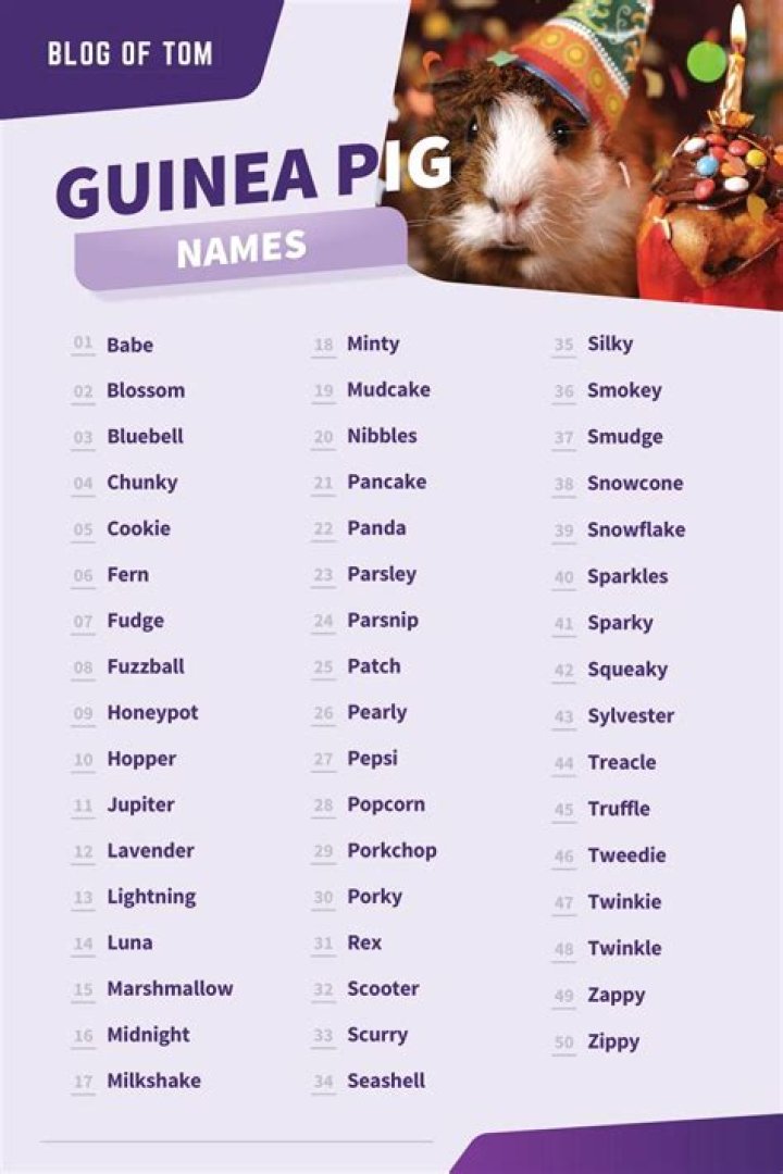 Guinea Pig Names For a Boy Amazing Guinea Pig Names