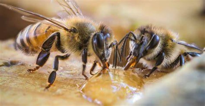 Honey bees are famous, but native bees are powerful pollinators