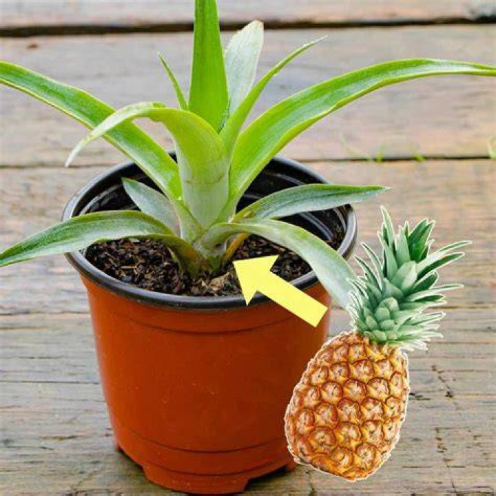 How To Grow A Pineapple Indoors? GARDENS NURSERY