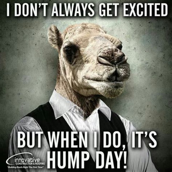 Hump Day Funny Quotes And Pics Funny Memes