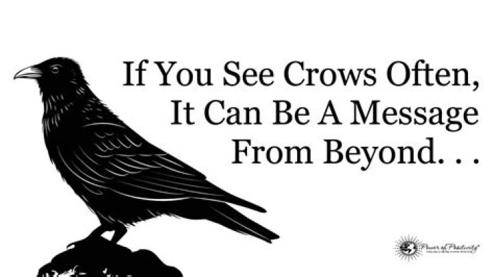 If You See Crows Often, This May Be Why Crow spirit animal, Crow