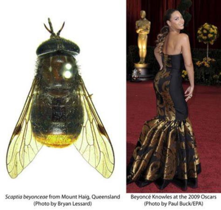Irreplaceable fly described from Australia &raquo; Biodiversity in Focus Blog