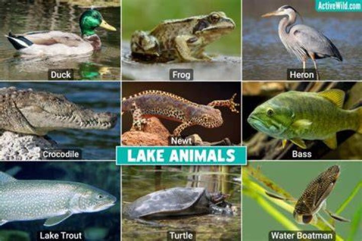 Lake Animals Facts, List, Pictures