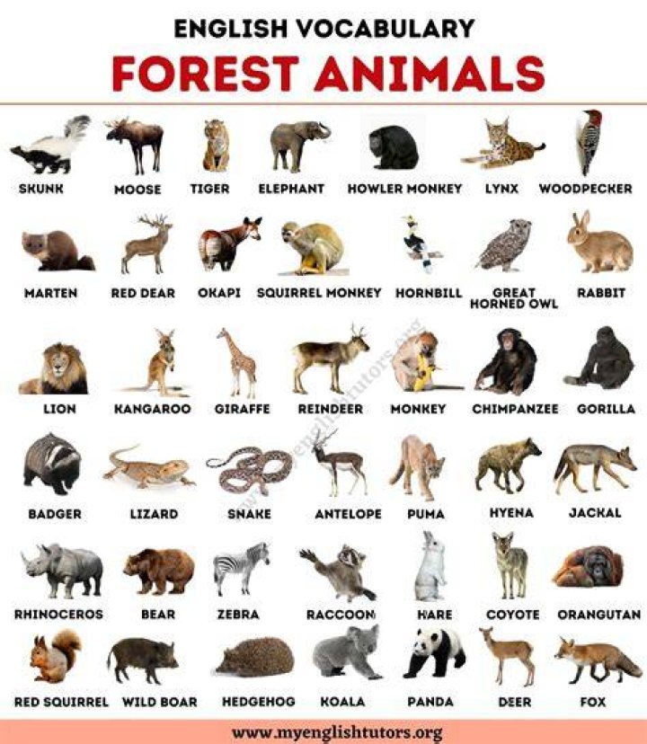 List of Animals An Ultimate List of Animal Names in English My