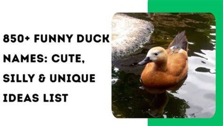 List Of Best Funny Duck Names Vocabulary Point