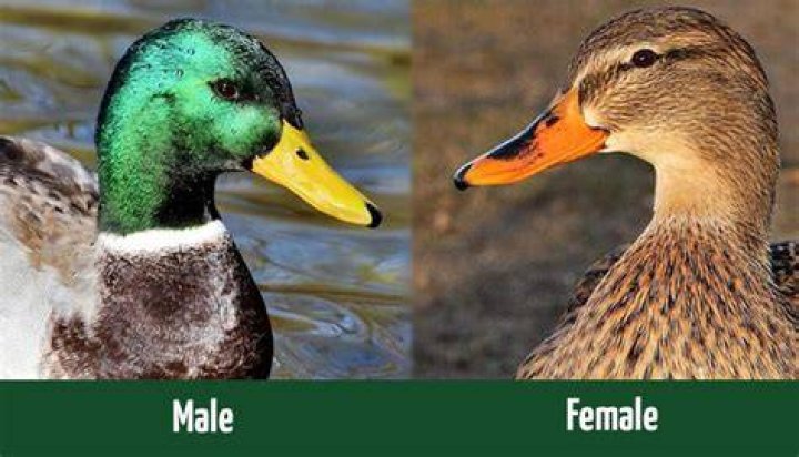 Male and Female Mallard