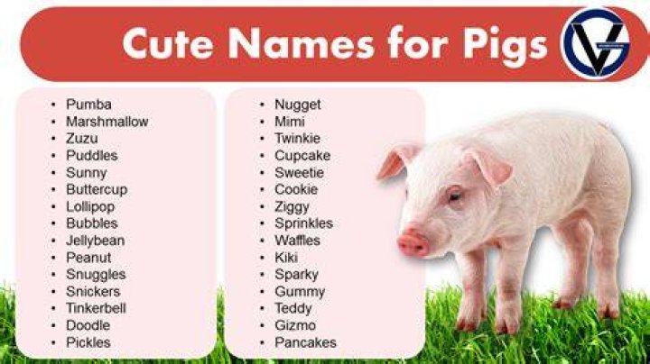 Pig Names The 500 Most Popular Male and Female Pig Names