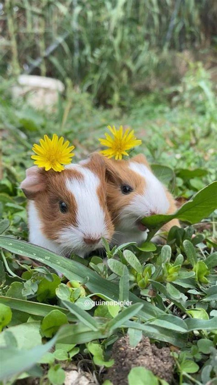 Pin on Guinea pigs