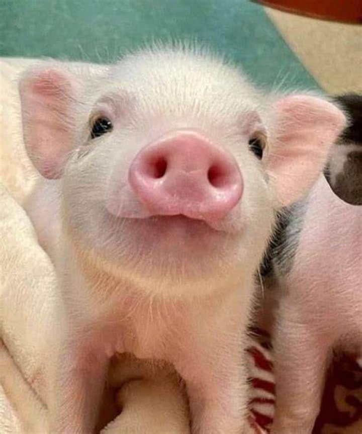 Pin on Pigs
