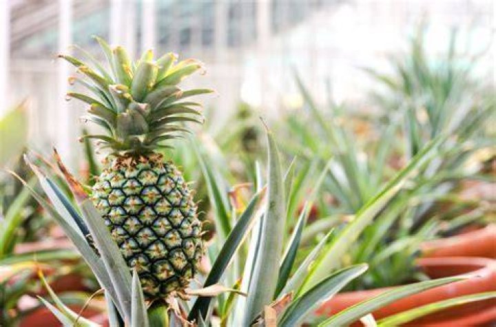 Pineapple Plant Fertilizer Hunker