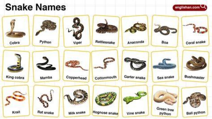 Popular snake names Snake names, Snake, Names
