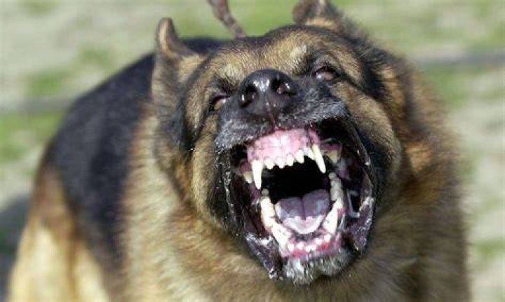 Scariest Dogs List Types of Scary Dog Breeds