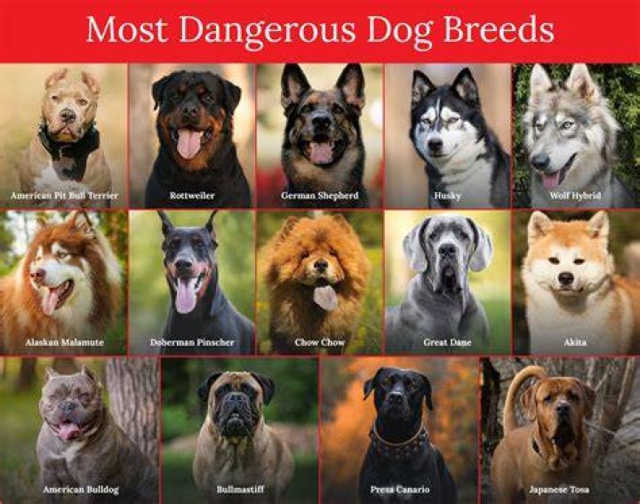 Scary Dog Breeds Unnerving Images for Your All