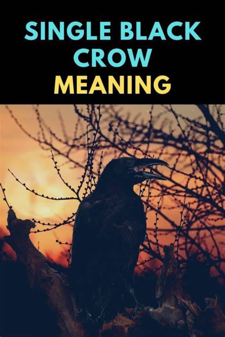 Single Black Crow Meaning 11 Spiritual Messages