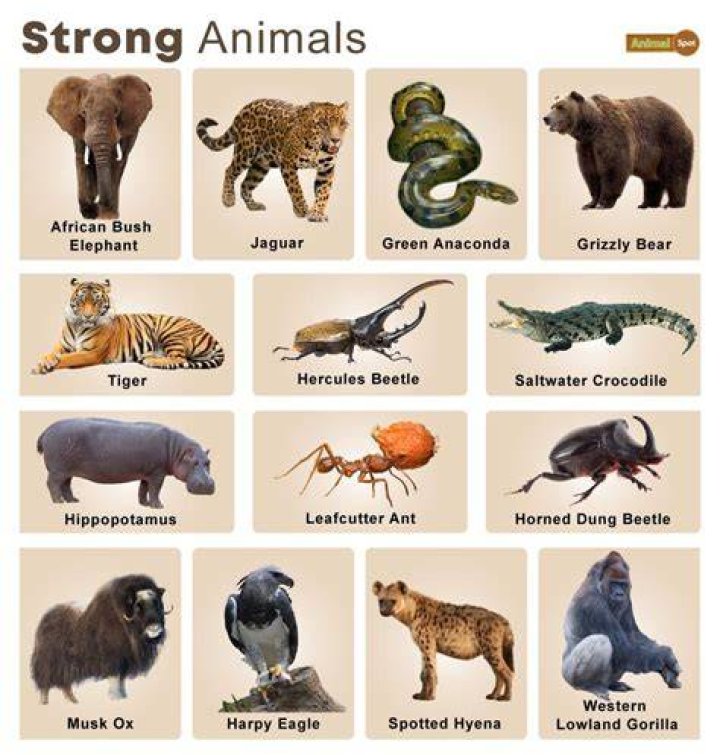 The 5 Most Powerful Animals In The World YouTube