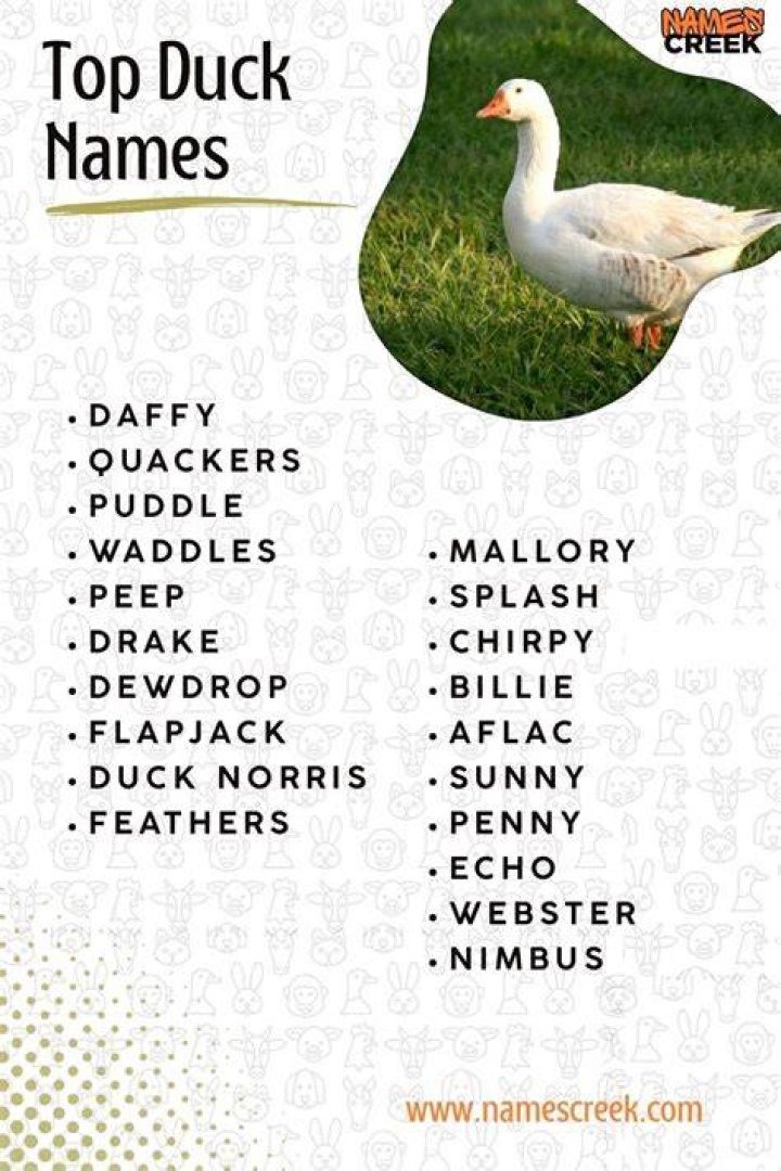 The Best Duck Names in Pairs 50+ Names for a Pair of Ducks