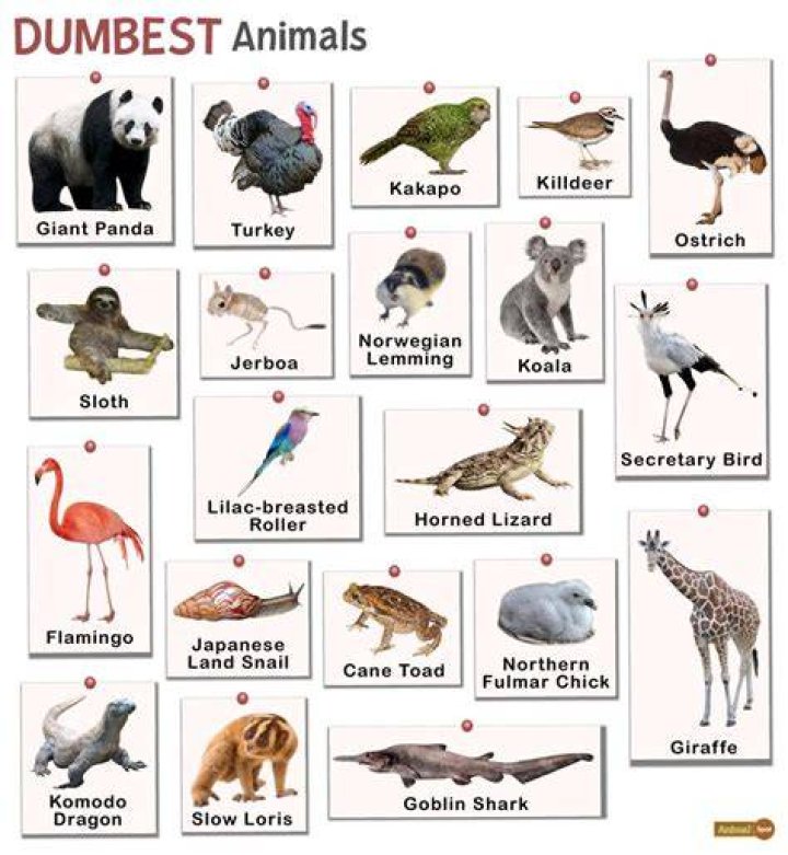 Top 8 Dumbest Animals in the World NYK Daily