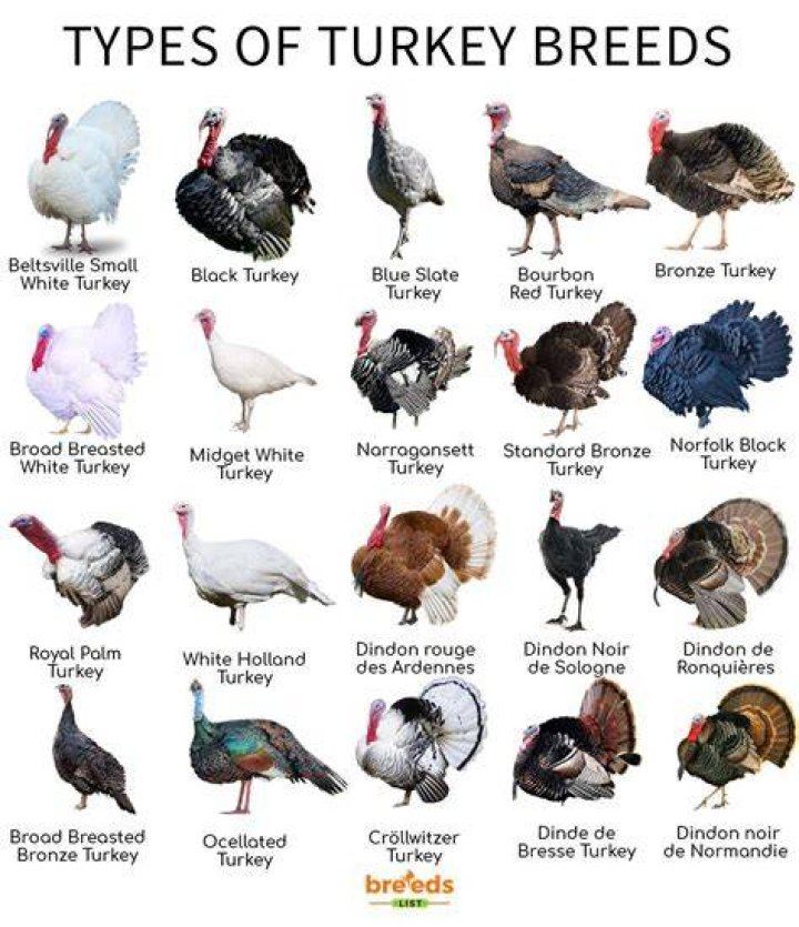 Turkey Breeds Facts, Types, and Pictures