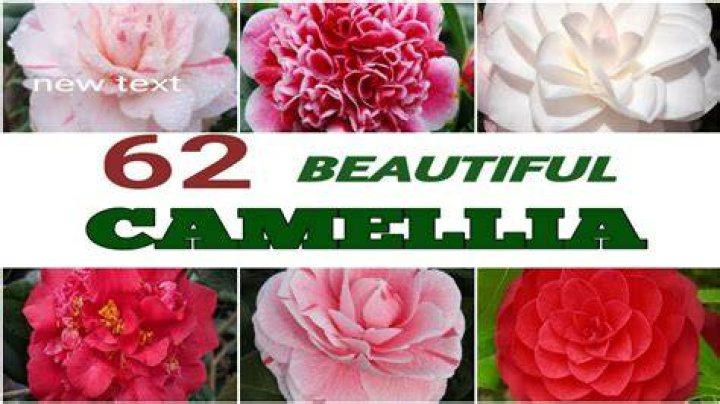 Unveiling The Secrets Of Late-Blooming Success