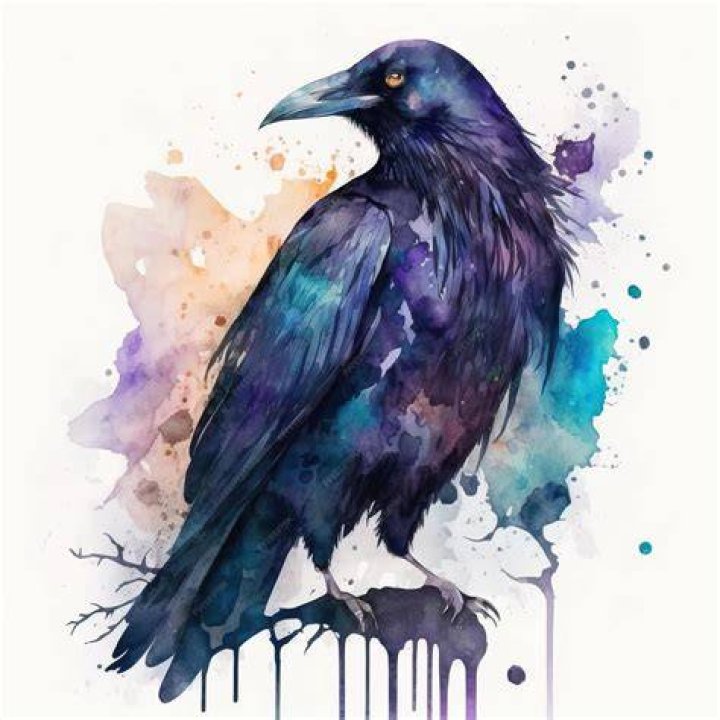 watercolor raven tattoo I tattoo at Tattoo Boogaloo in San&hellip; Flickr